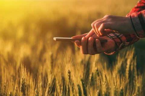 Agronomist using smart phone mobile app to analyze crop development Stock Photos
