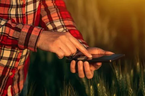 Agronomist using smart phone mobile app to analyze crop development Stock Photos