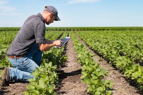 Agronomist Using a Tablet in an Agricultural Field Stock Photos