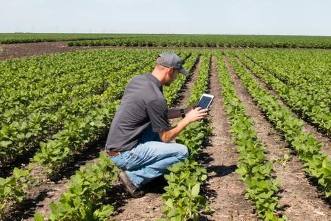 Agronomist Using a Tablet in an Agricultural Field Stock Photos