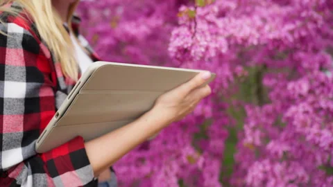 Agronomist using a tablet for agricultural research of blooming cercis tree.. Stock Footage 334055249