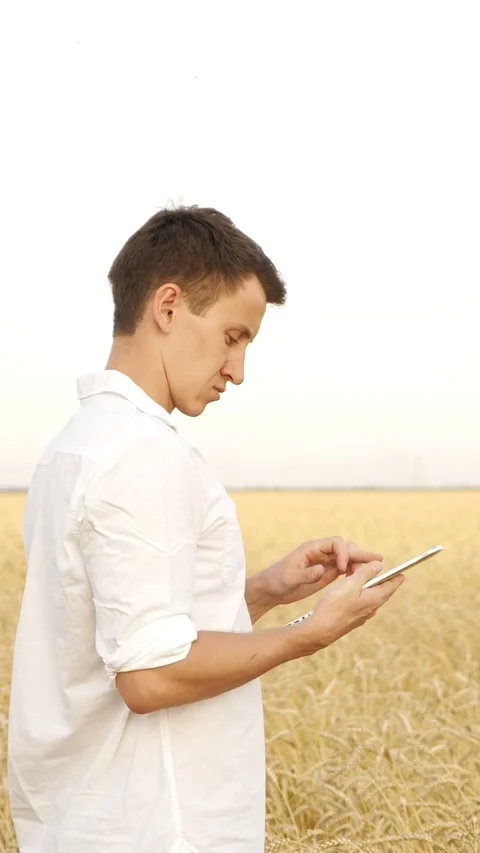 Agronomist using a tablet for managing wheat crop yield in a golden field Vidéo 343908543