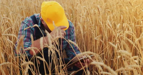 Agronomist is using technology tablet for check and control the sprouts of a Stock Footage 160516523