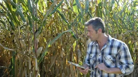 Agronomist walking in corn field Stock Footage 14830286