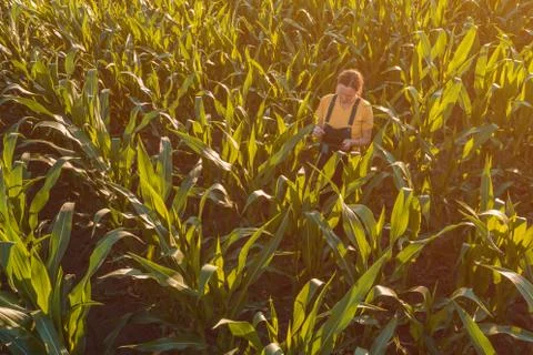 Agronomist woman using tablet computer in corn field Stock Photos