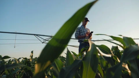 Agronomist working in a cornfield, using smartphone Stock Footage 117236495