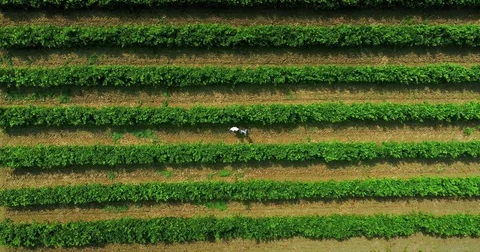 Agronomists are checking grape bushes Stock Footage 79664503