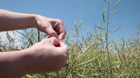 Agronomist's hands checking seeds of rape plants in the rapeseed field 스톡 동영상 64208871