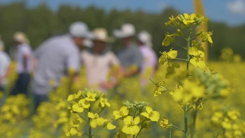 Agronomists in the rapeseed field Stock Footage 202110608