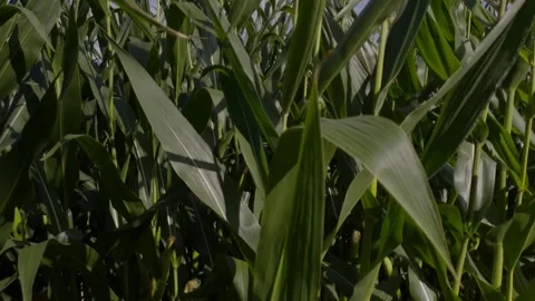 Agronomy Corn Maize Leaf Plant Closeup Day 2026 Stock Footage 341957000