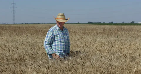 Agronomy Engineer Cross Wheat Crop Farmland Walking Inspecting Cultivated Plain Stock Footage 57626322