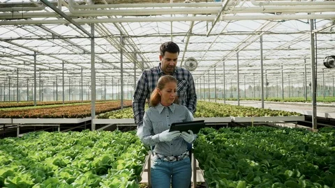 Agronomy engineers in a greenhouse checking the crop Stock Footage 115707701