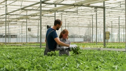 Agronomy engineers in a greenhouse using modern technology Stock Footage 115715221