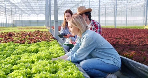 Agronomy farmers squatting between rows of organic greenery at glasshouse Stock Footage 248893277