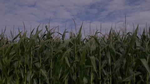 Agronomy Field Corn Sky Cloud Day 2026 Stock Footage 341956910