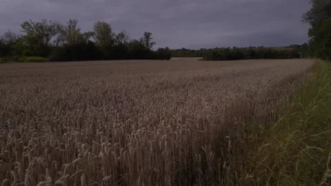 Agronomy Field Rye Cloudy Day 2026 Stock Footage 341956909