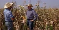 Agronomy Partners Working Team Analyze Cornfield Harvest Success Food Business 4k or 4k+ Resolution