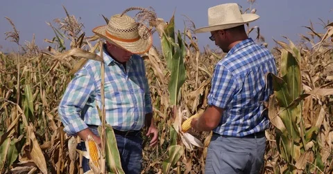 Agronomy Partners Working Team Analyze Cornfield Harvest Success Food Business 스톡 동영상 83654395
