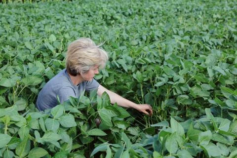 Agronomy Stockfoto's