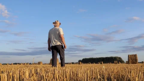 Agronomy walking through mown wheat field after harvest at summer evening Stock Footage 334401724