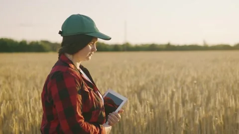 An agronomy worker with a tablet walks through a wheat field Stock Footage 255614613