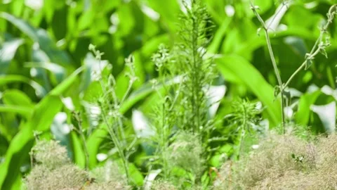 Agrostis capillaris, common or colonial bent, or browntop, is rhizomatous and Stock Footage 164150968