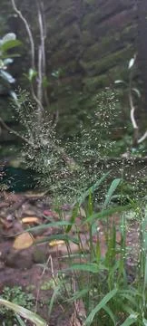 Agrostis capillaris grass Stock Photos