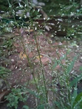 Agrostis capillaris grass Stock Photos