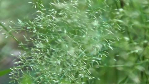 Agróstis capilláris grass, spikelets, forest, summer. Stock Footage 339629022
