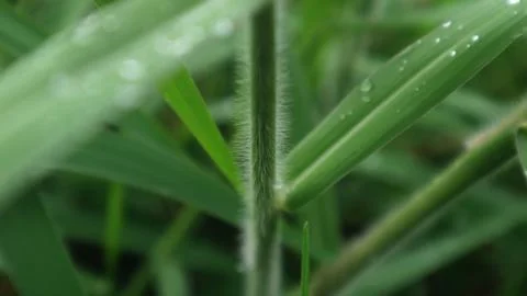 Agrostis stolonifera. 写真素材