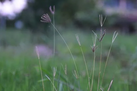 Agrostis stolonifera. Stock Photos