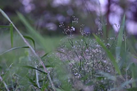 Agrostis stolonifera. 写真素材