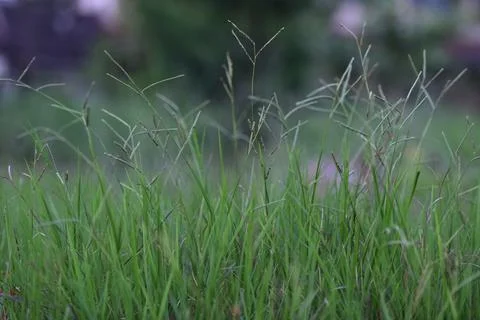 Agrostis stolonifera. Stock Photos