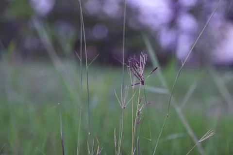 Agrostis stolonifera. Stock Photos