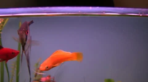 Aguarium Stock Footage 10710386