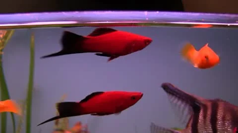 Aguarium Stock Footage 10710387