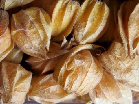 Aguaymanto, Peruvian fruit Stock Photos