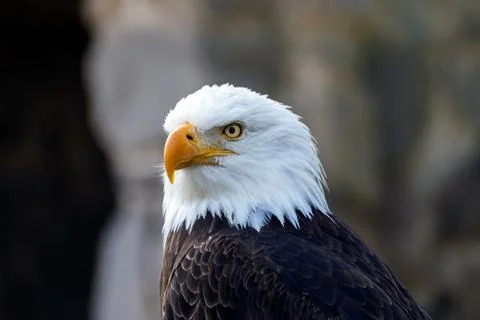 águila calva, primer plano con fondo desenfocado Stock Photos