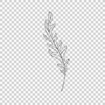 Agurula leaf clipart Stock Illustration