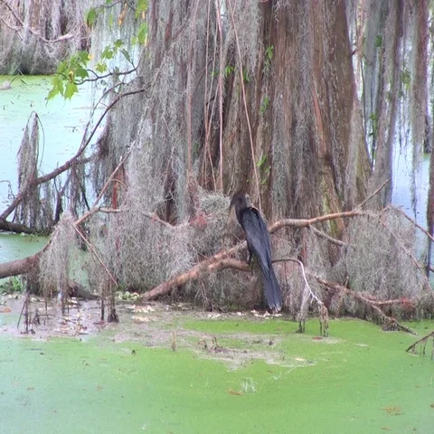 Ahinga bird fights fish Stock Footage 69551073