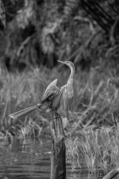 Ahinga drying its wings Stock Photos