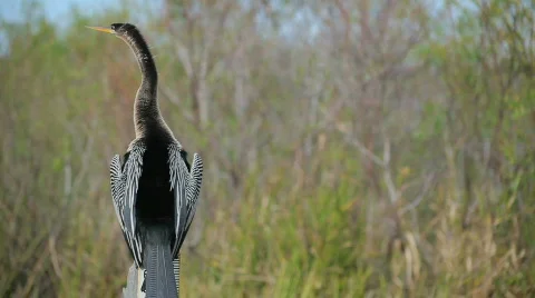 Ahinga Stock Footage 607920