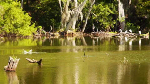 Ahinga Leaps off Branch and Dives into Water of Georgia Pond Stock Footage 246156130