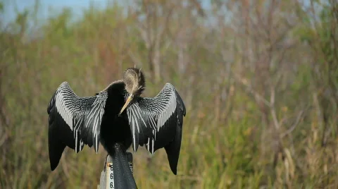 Ahinga2 Stock Footage 607594