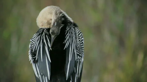 Ahinga3 Stock Footage 608830