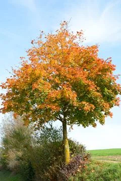 Ahornbaum im Herbst mit bunten Blaettern Ahornbaum im Herbst mit bunten Bl... Stock Photos