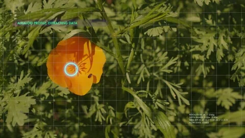AI Plant Analysis UI Interface Screen for Biotechnology and Smart Agriculture Stock Footage 339207636