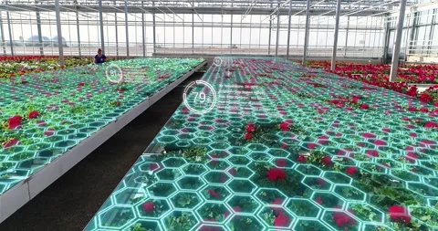 AI Powered Greenhouse Analytics for Precision Plant Cultivation. Digital Stock Footage 340323338