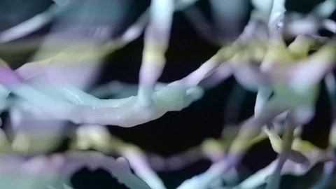 AI simulation of brain cells neurons Stock Footage 104189184