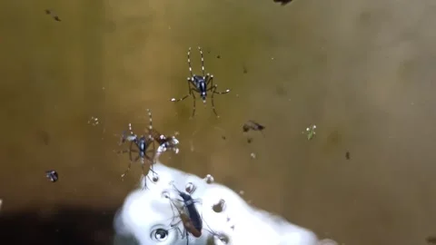 Aides mosquitoes are breeding Video stock 274404849